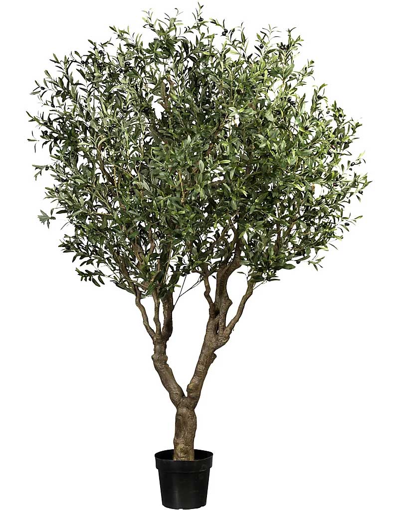 Prodej 100-letých olivovníků